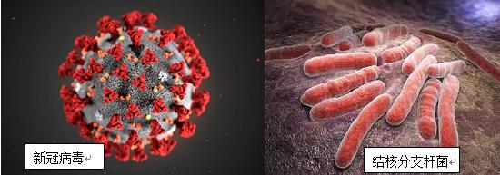 新冠肺炎对决结核病：谁更厉害？